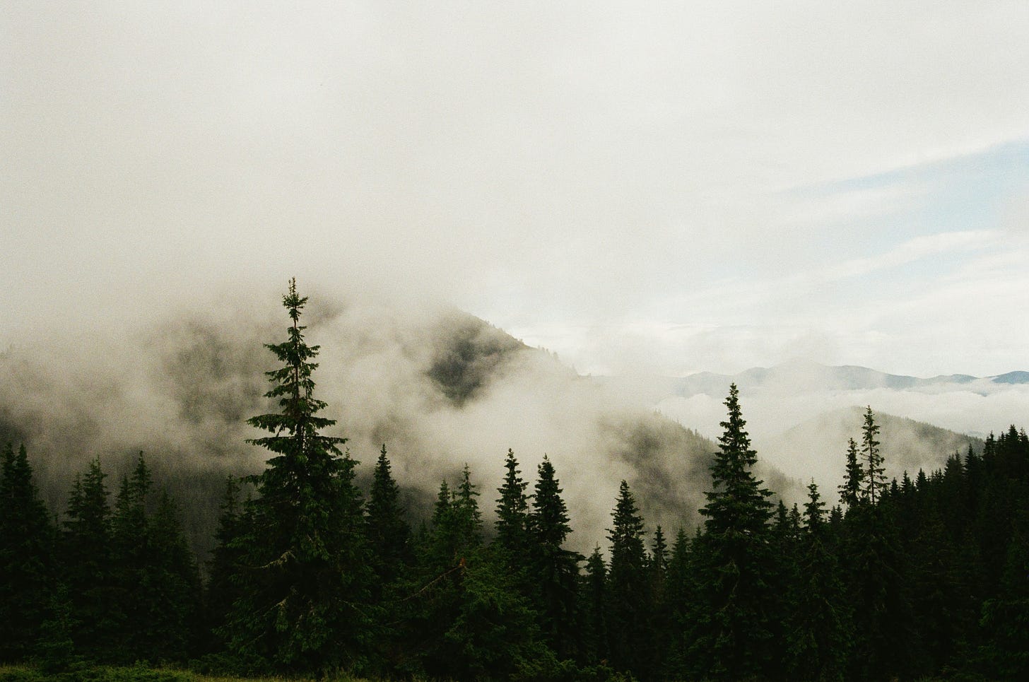profilo di montagne nella nebbia con alberi scuri in primo piano