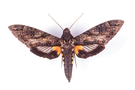 godofinsects.com :: Giant Sphinx Moth (Cocytius antaeus)
