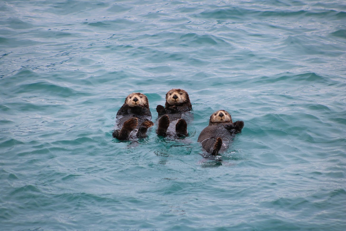 Three otters float on their backs in grayish blue water. They all have their back flippers in the air, looking at the camera, and all three appear to be waving at the camera.