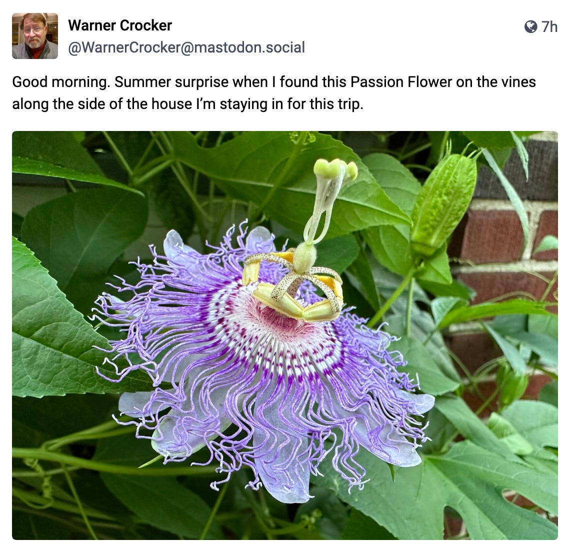 Good morning. Summer surprise when I found this Passion Flower on the vines along the side of the house I’m staying in for this trip. 