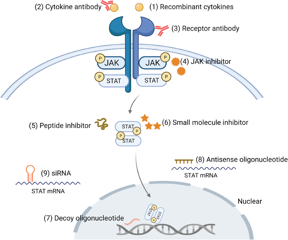 The JAK/STAT signaling pathway: from bench to clinic | Signal Transduction  and Targeted Therapy