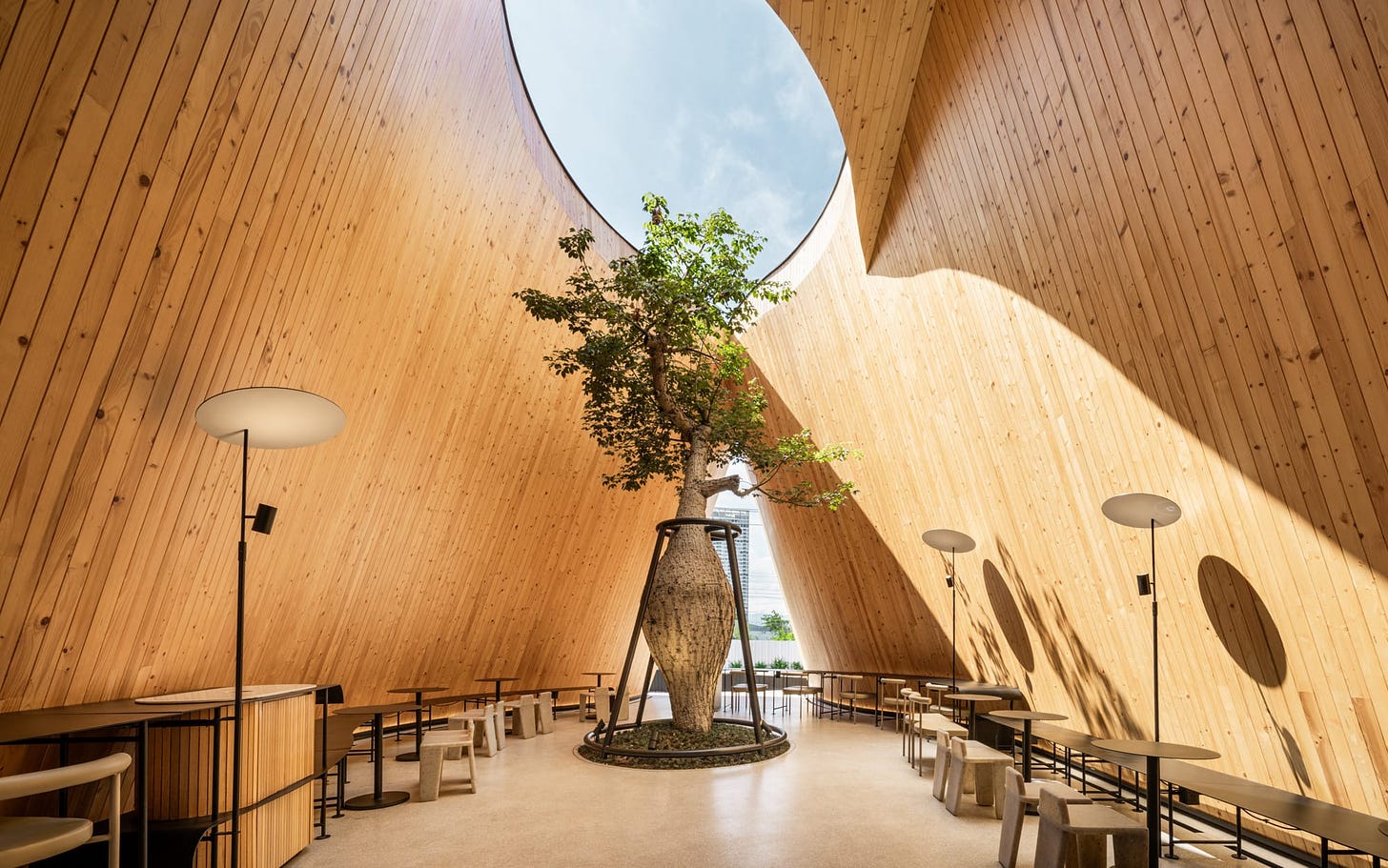 the interior of a new coffee shop, clad in vertical pine with a large aperture in the ceiling that allows a tree to grow inside