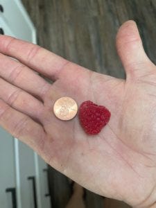 large raspberry from my garden next to a penny to show scale