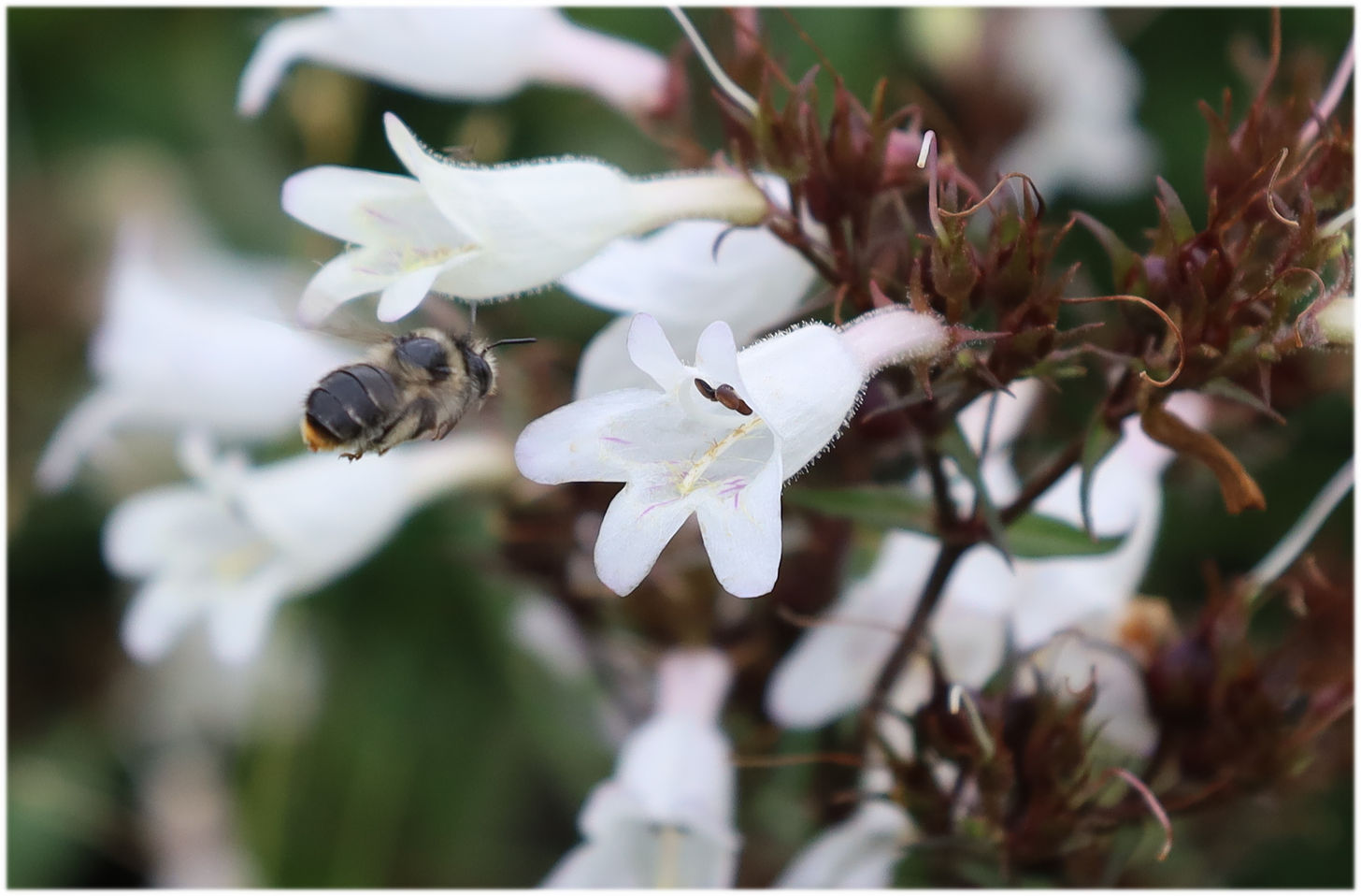 Bee appraoching a penstamon flower