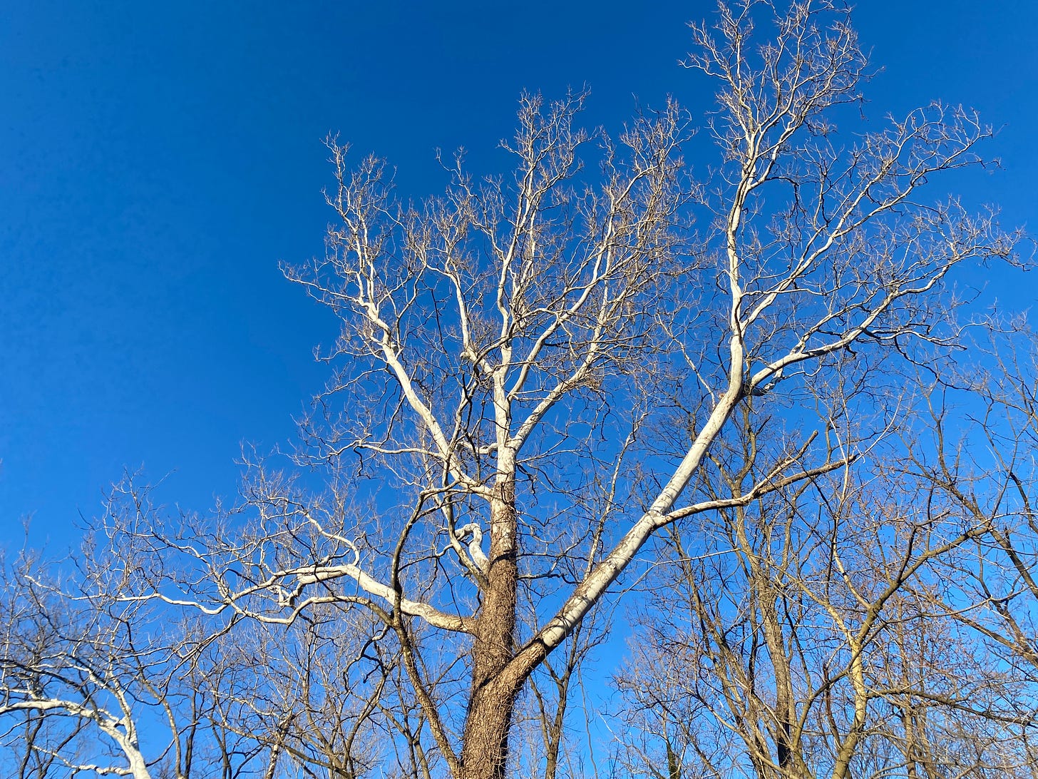 a tall tree with bare branches across a blue sky