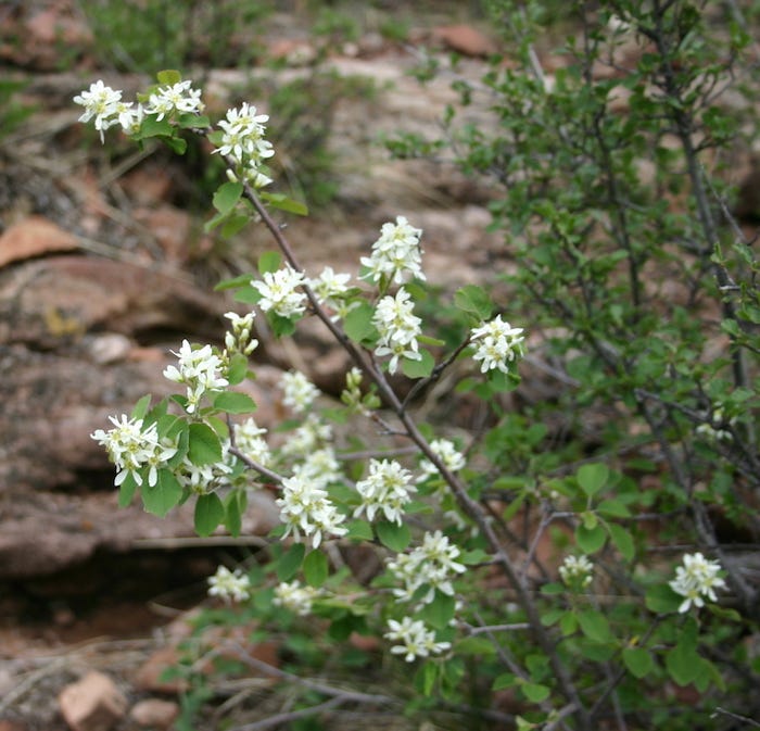 Thin, small shrub with a few small, teardrop-shaped green leaves and clusters of long-petaled, small white flowers