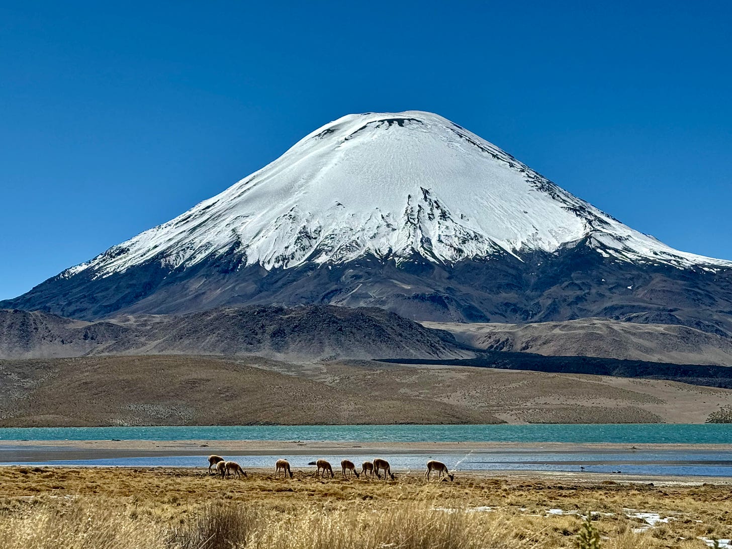 Volcán nevado, lago y vicuñas en el Parque Nacional de Lauca, Chile. Foto propia.