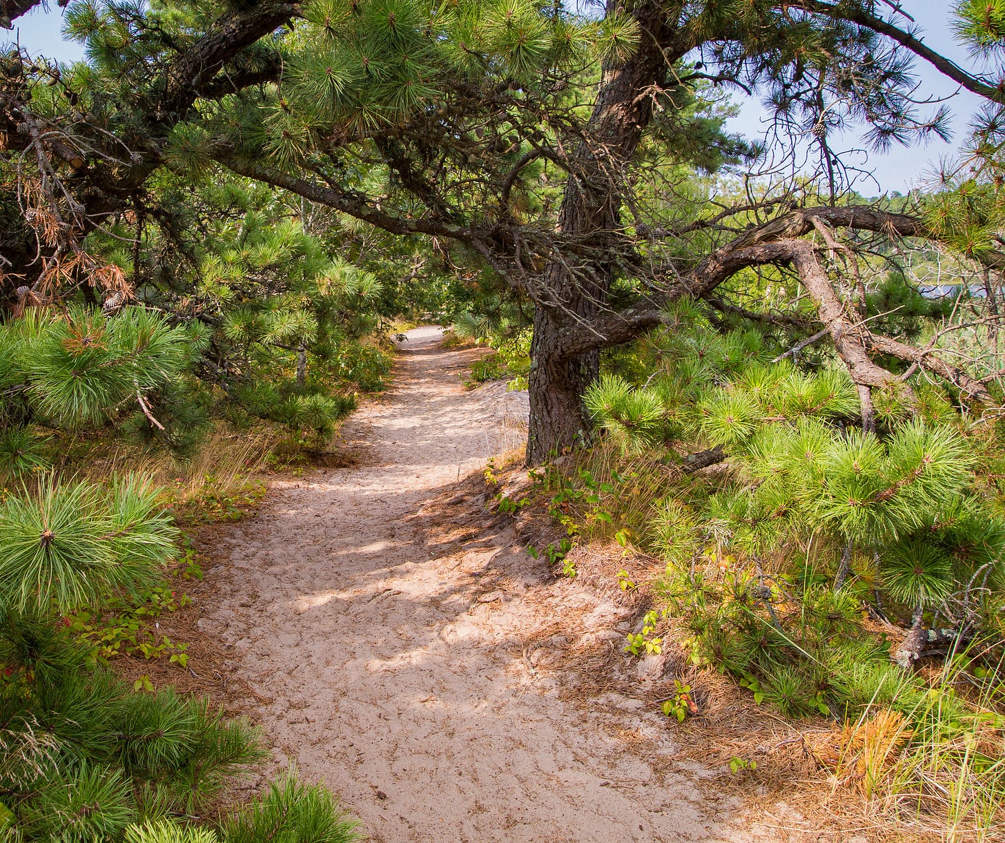 Scrub Pines and sandy path