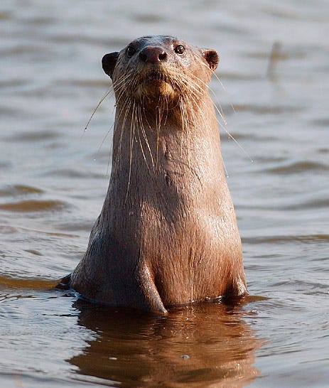 Smooth-coated otter from the Kabini river