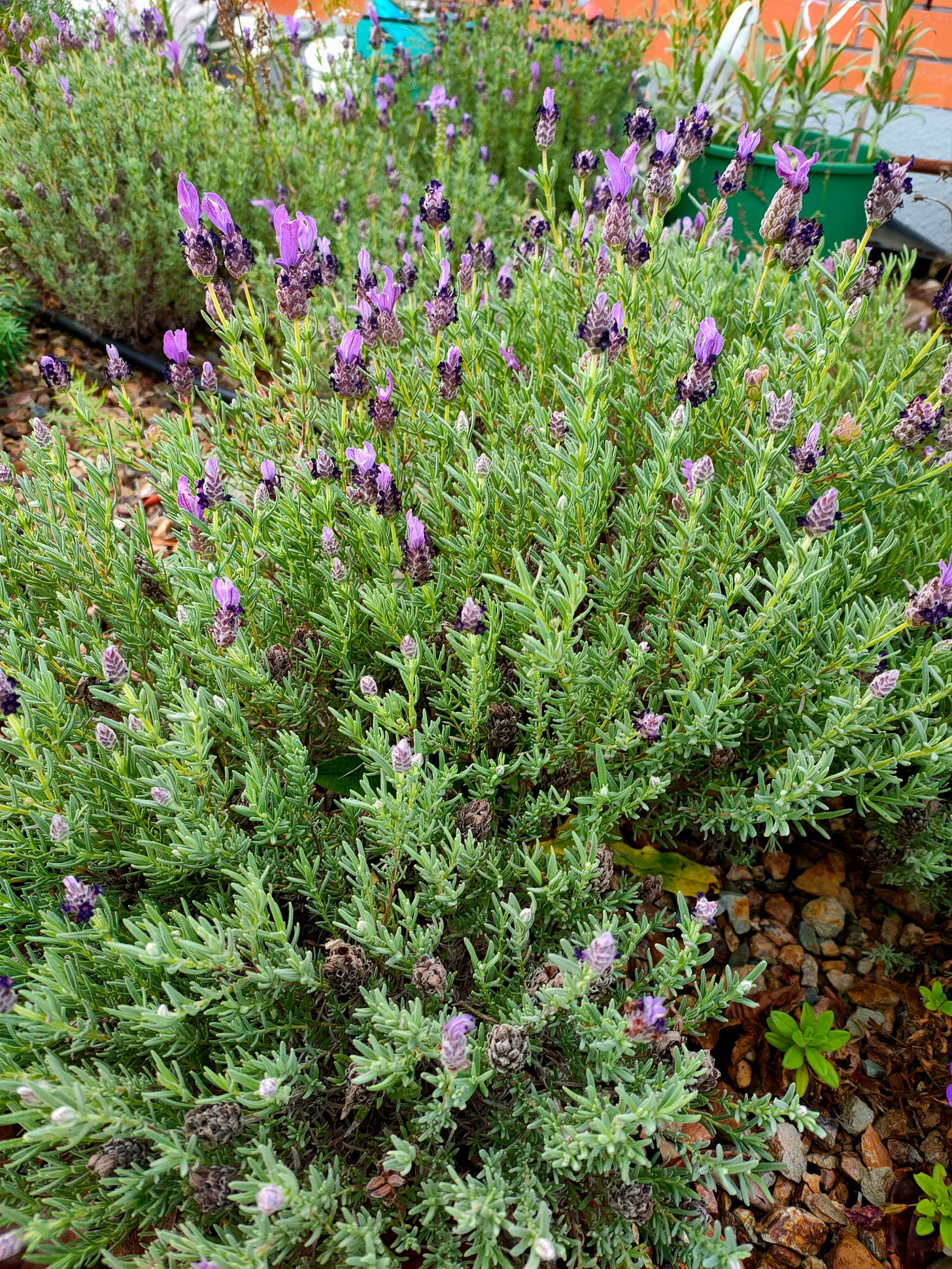 Several small grey-green lavender shrubs with light purple flowers