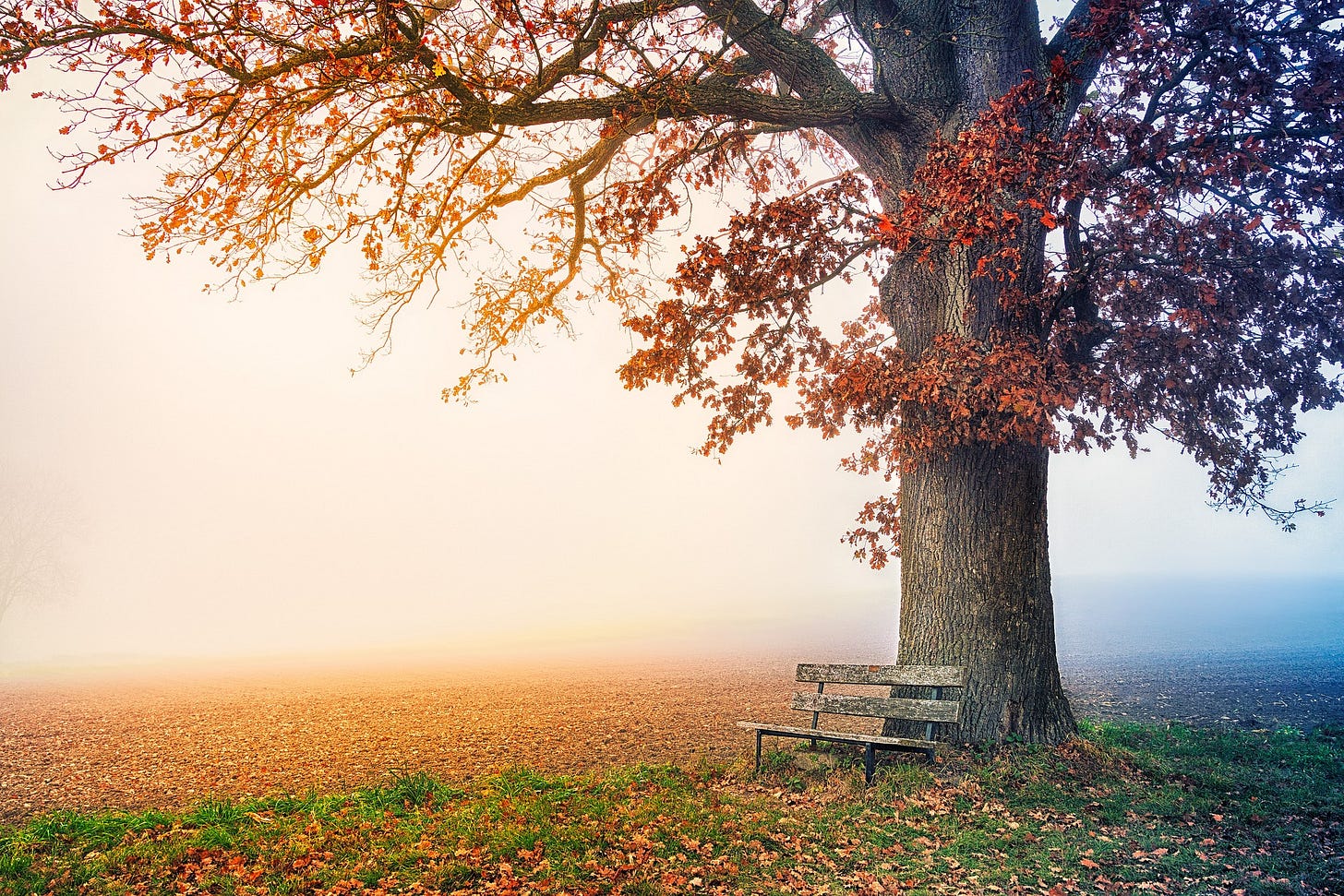 an old wooden bench rests against a solitary oak tree in the middle of a bright field in autumn