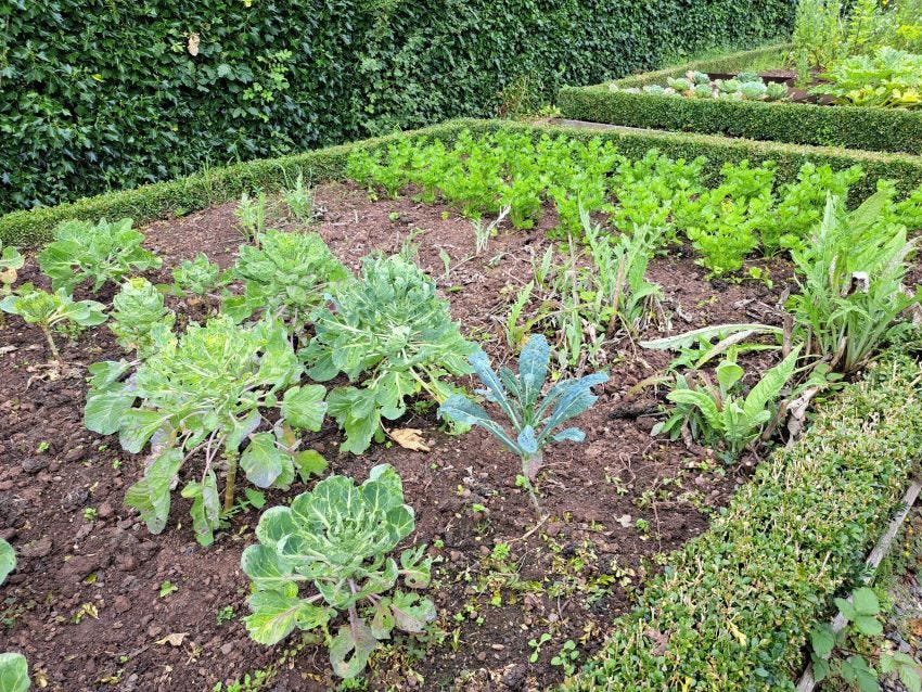 A vegetable garden copyright Anne Wareham 