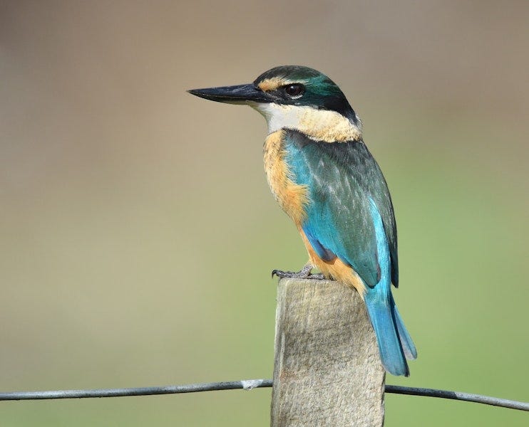 Sacred kingfisher | Kōtare. Adult. Potts Rd, near Whitford, April 2016. Image © Marie-Louise Myburgh by Marie-Louise Myburgh.