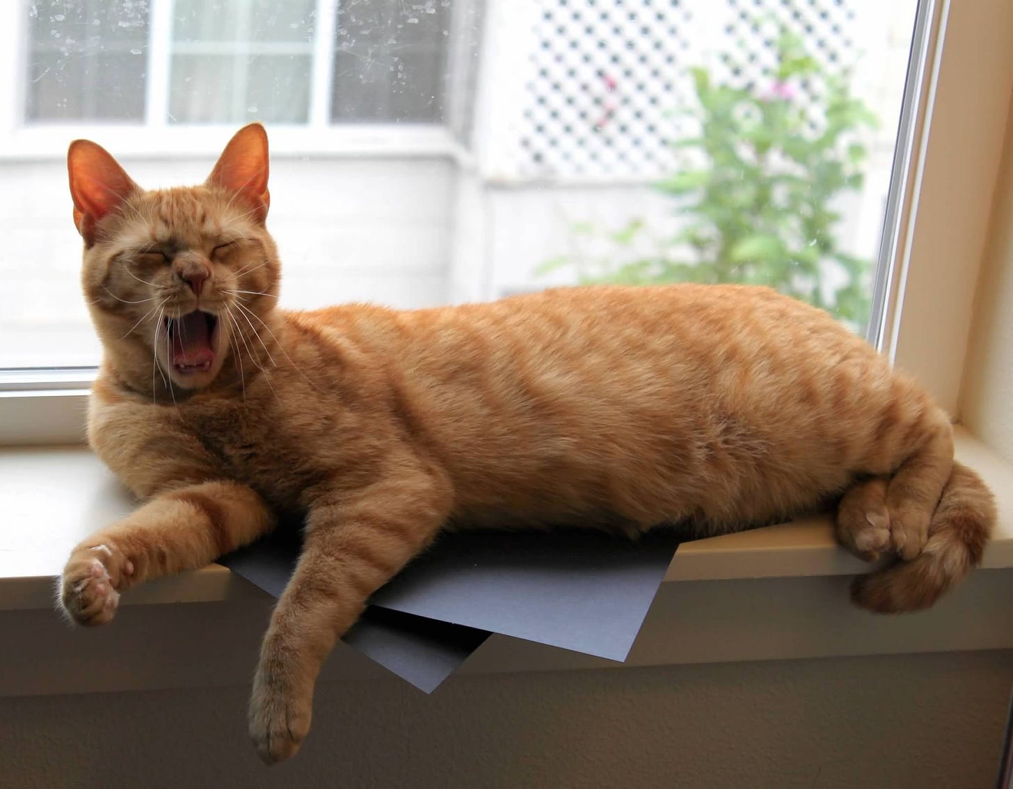 Cuppy, a short-haired orange tabby cat, yawns on a windowsill