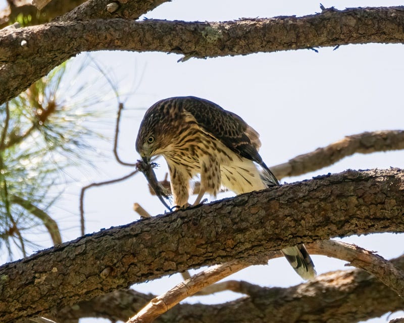 20240815-MtLemmon-280-Edit.jpg
