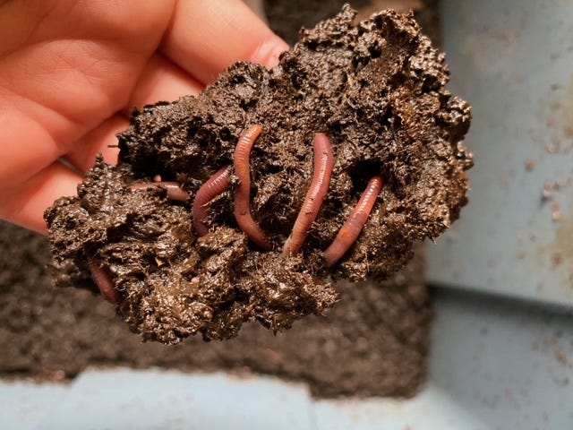 hand holding compost with earthworms