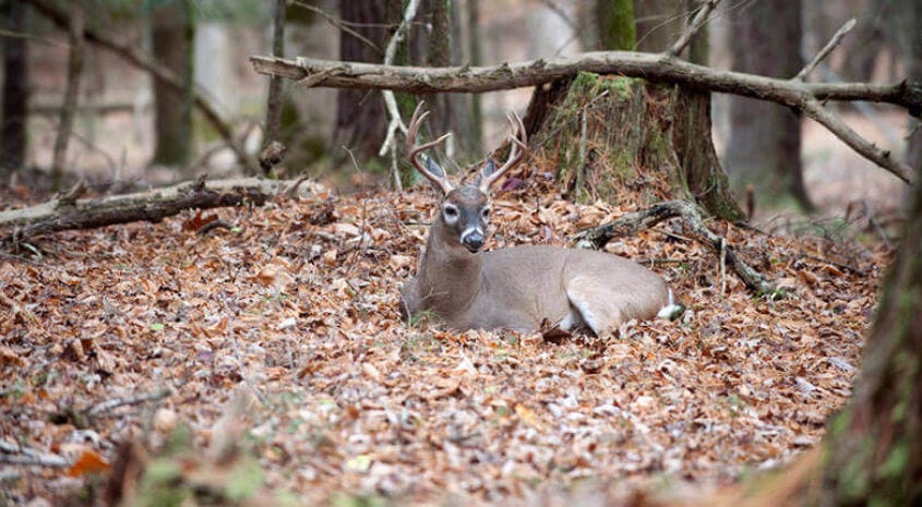 Steps to Creating Deer Bedding Areas - UC Hunting Properties