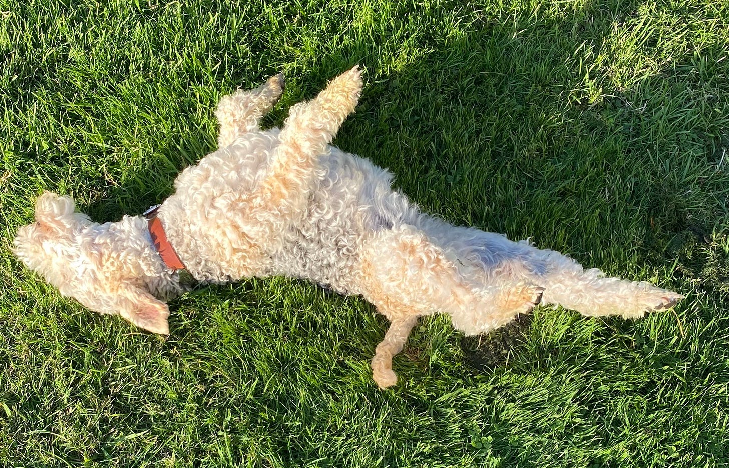 Nutmeg the lakeland terrier rolling on luscious green grass.