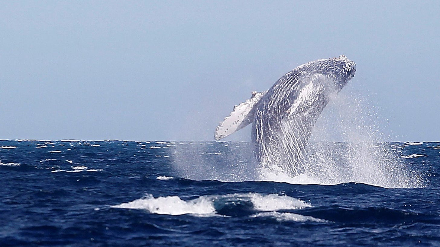 鲸鱼如何帮助我们的地球降温- BBC 英伦网
