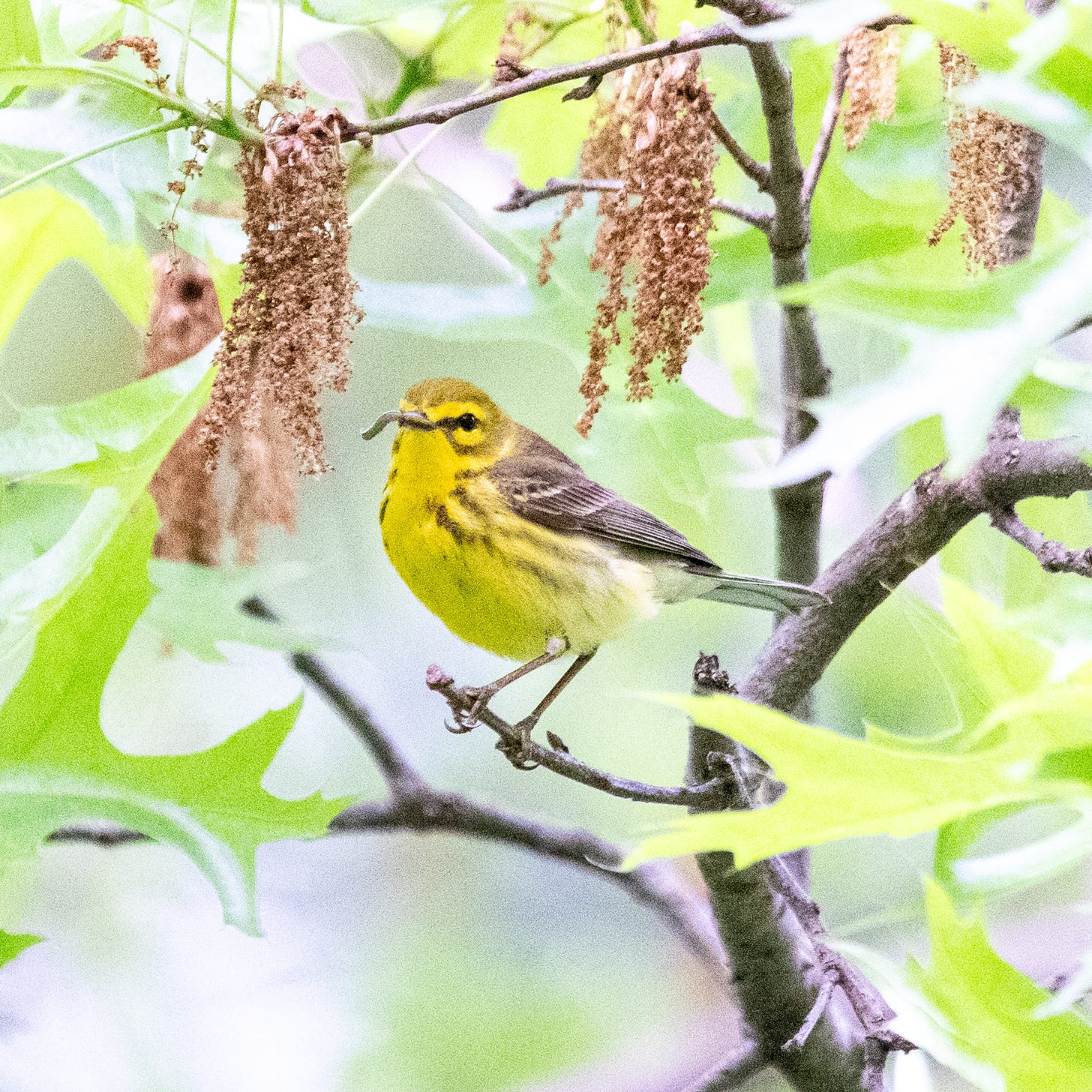 A small yellow bird with a brown back and two stripes along the side of its flank sits amid the drying flowers of an oak with a grub in its beak