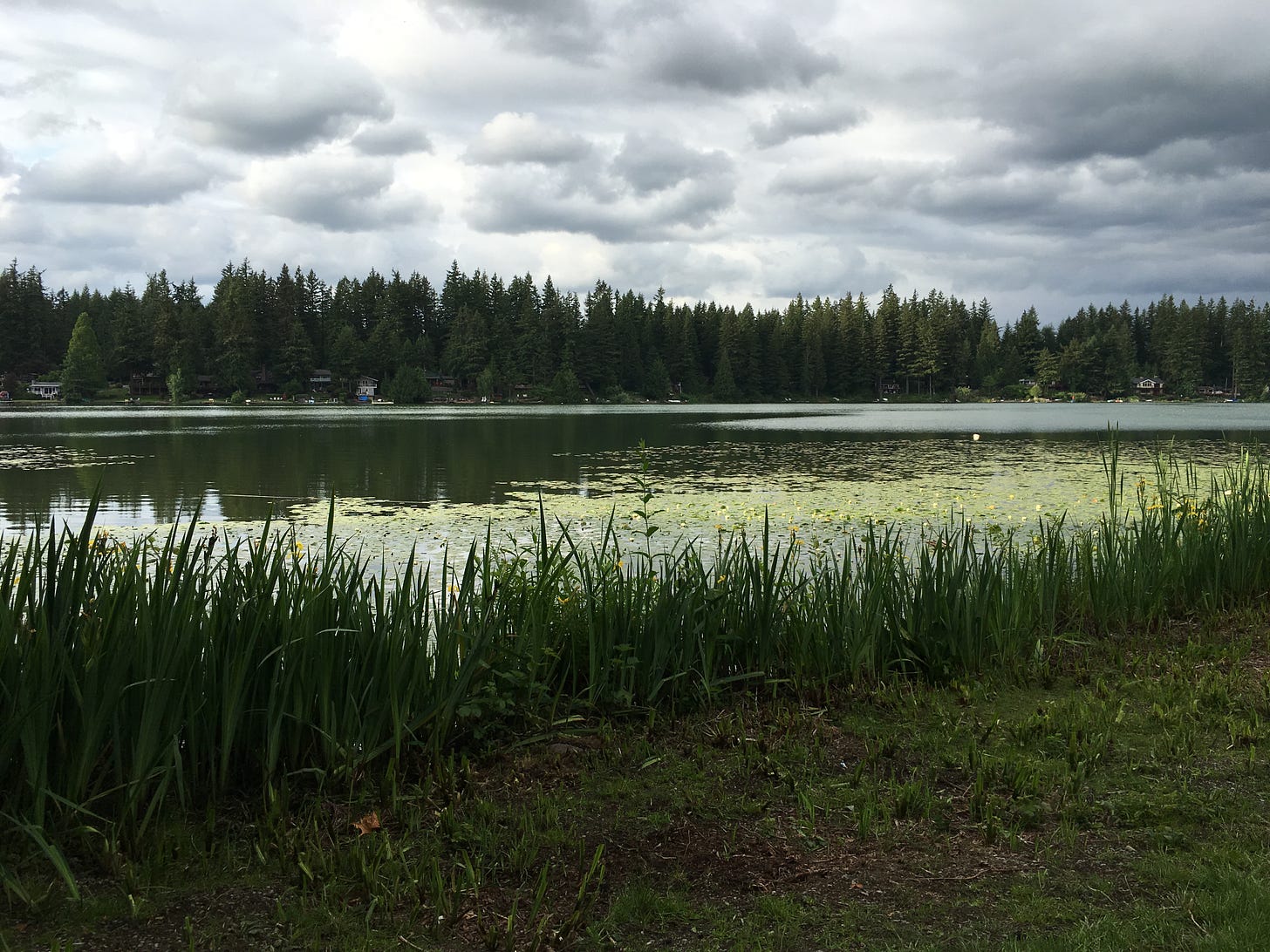 marshy lake edge taken by the author
