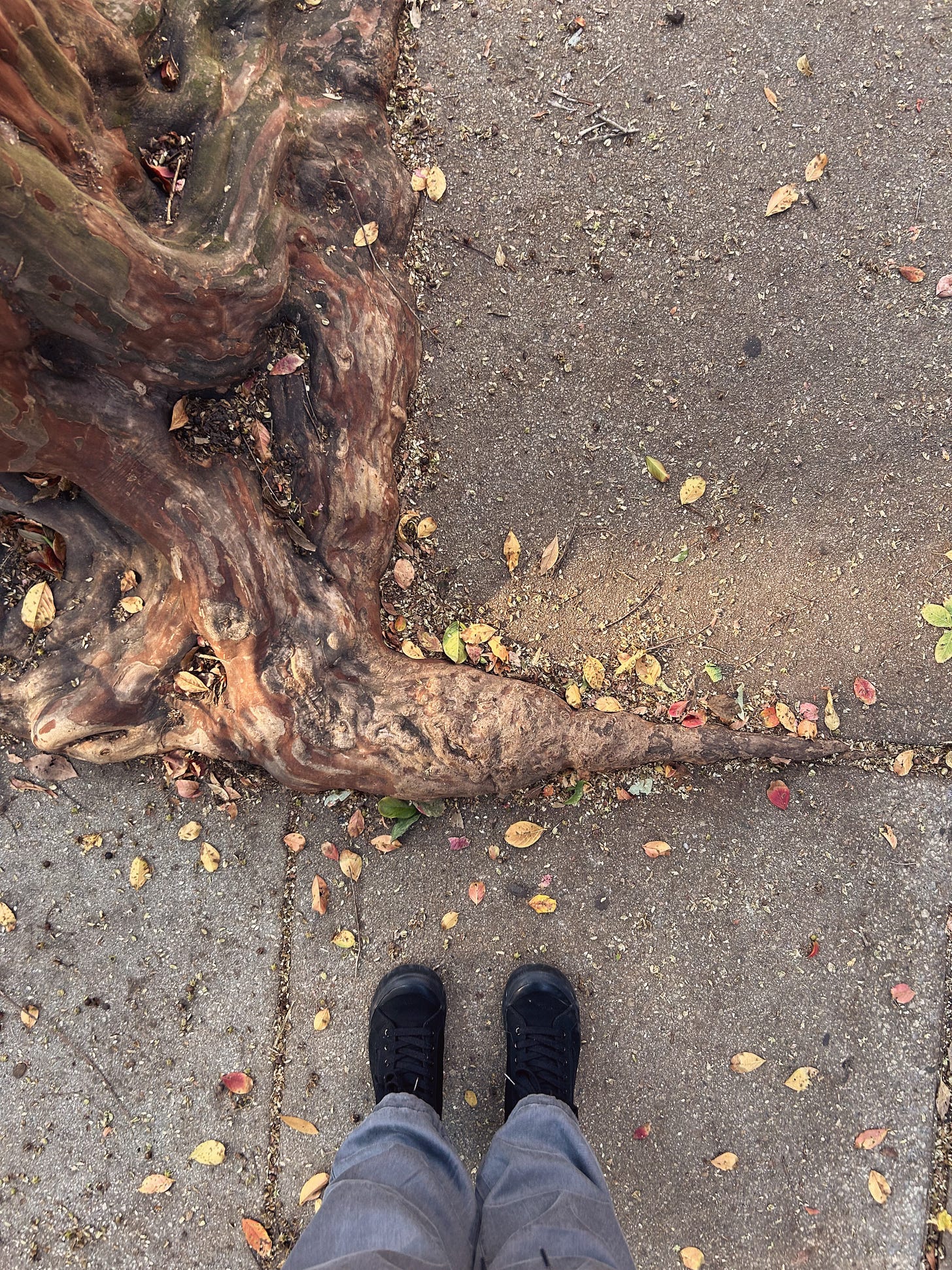 Black converse style shoes standing by roots and leaves in a sidewalk.