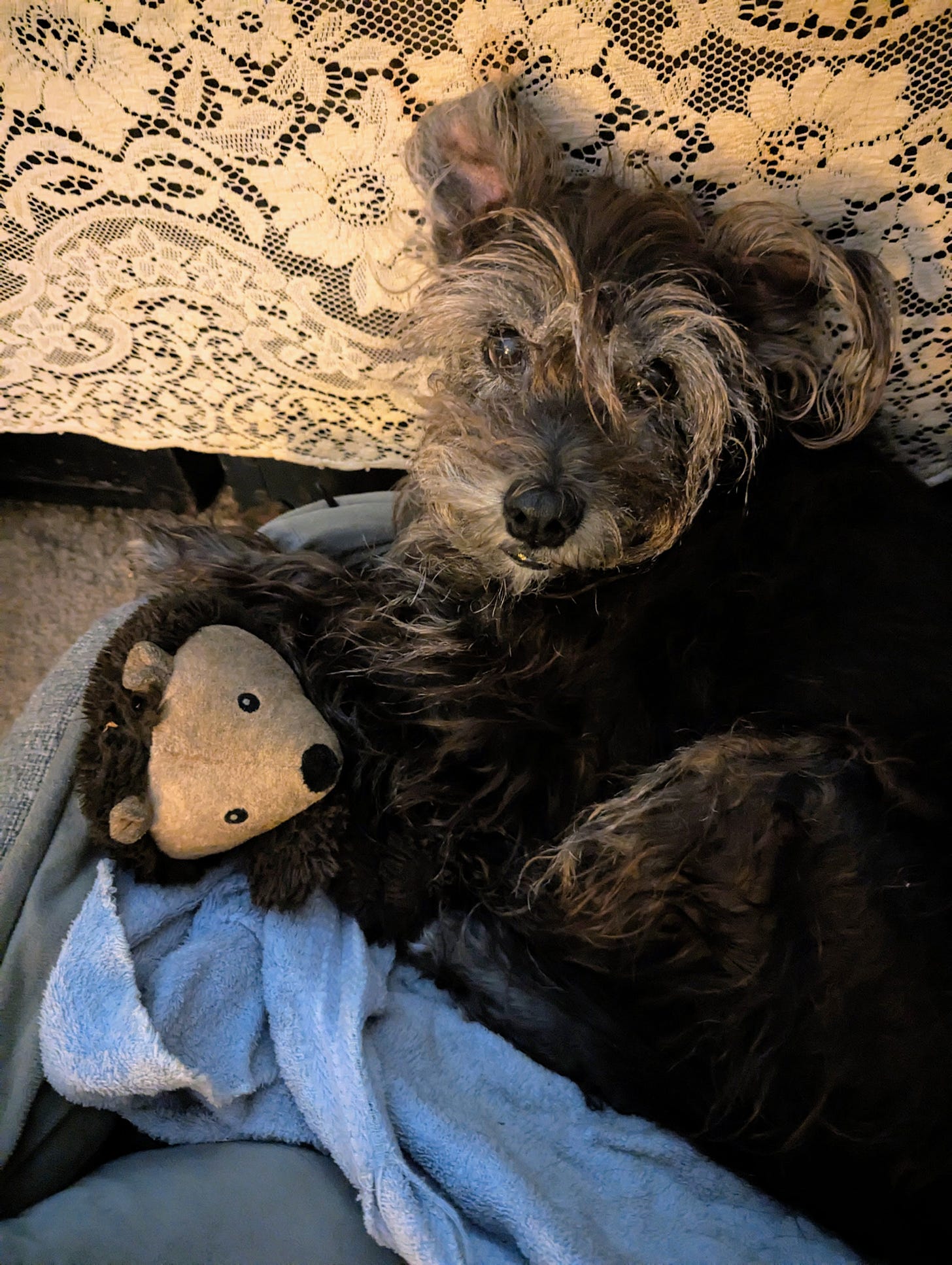 Keely looking adorable in her dog bed with her fave soft toy