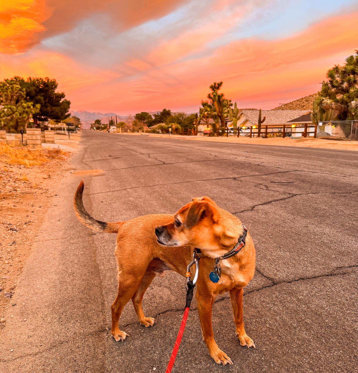 A brown dog looks off camera while a stunning orange-pink sunrise goes off in the background. He is wearing a collar and is attached to a red leash.