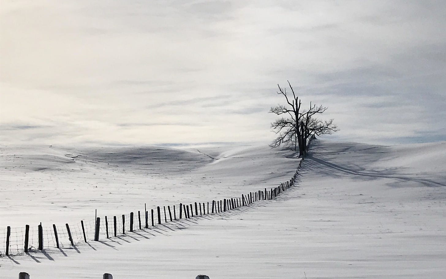 Stark, but beautful, lonely winter photograph. Single bare tree in the countryside.