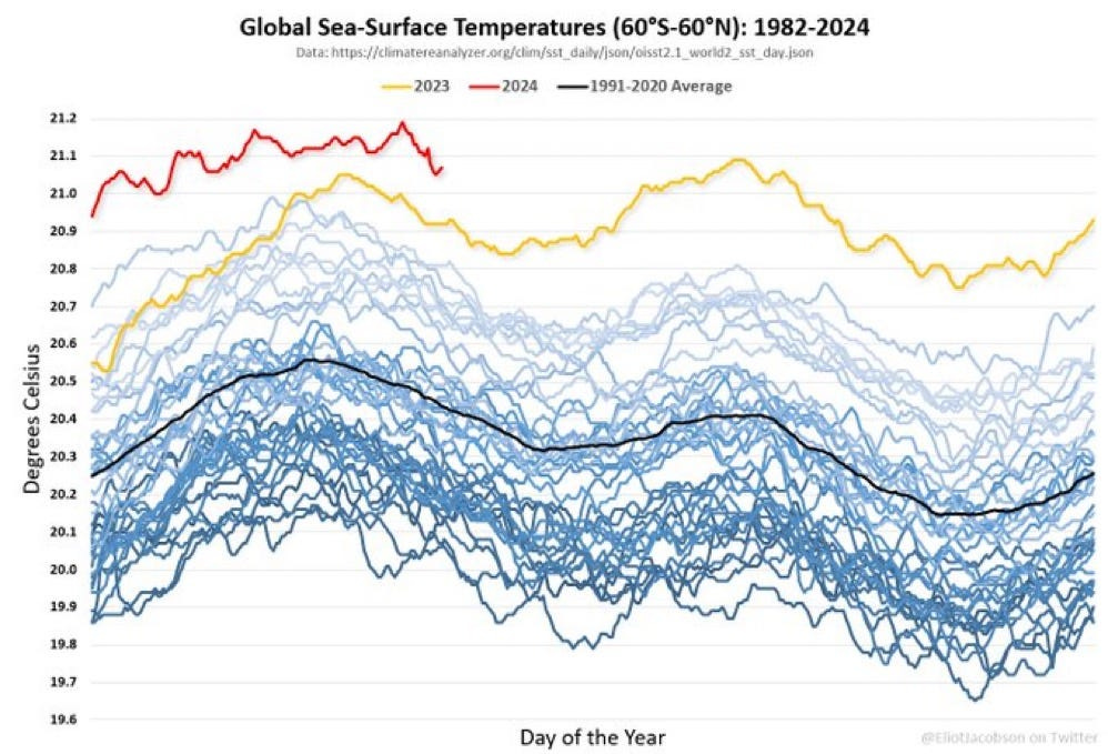 A graph with many lines. The global sea surface temperatures for 2023 and 2024 stand out: the yellow and red lines representing these years are far higher than all previous years.