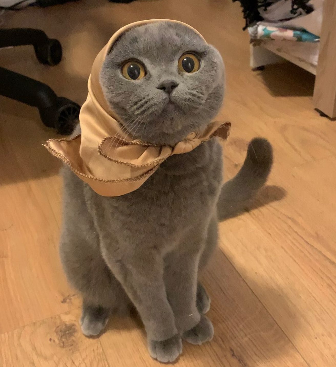 Sister Minnie - a grey Scottish fold cat wearing a hijab