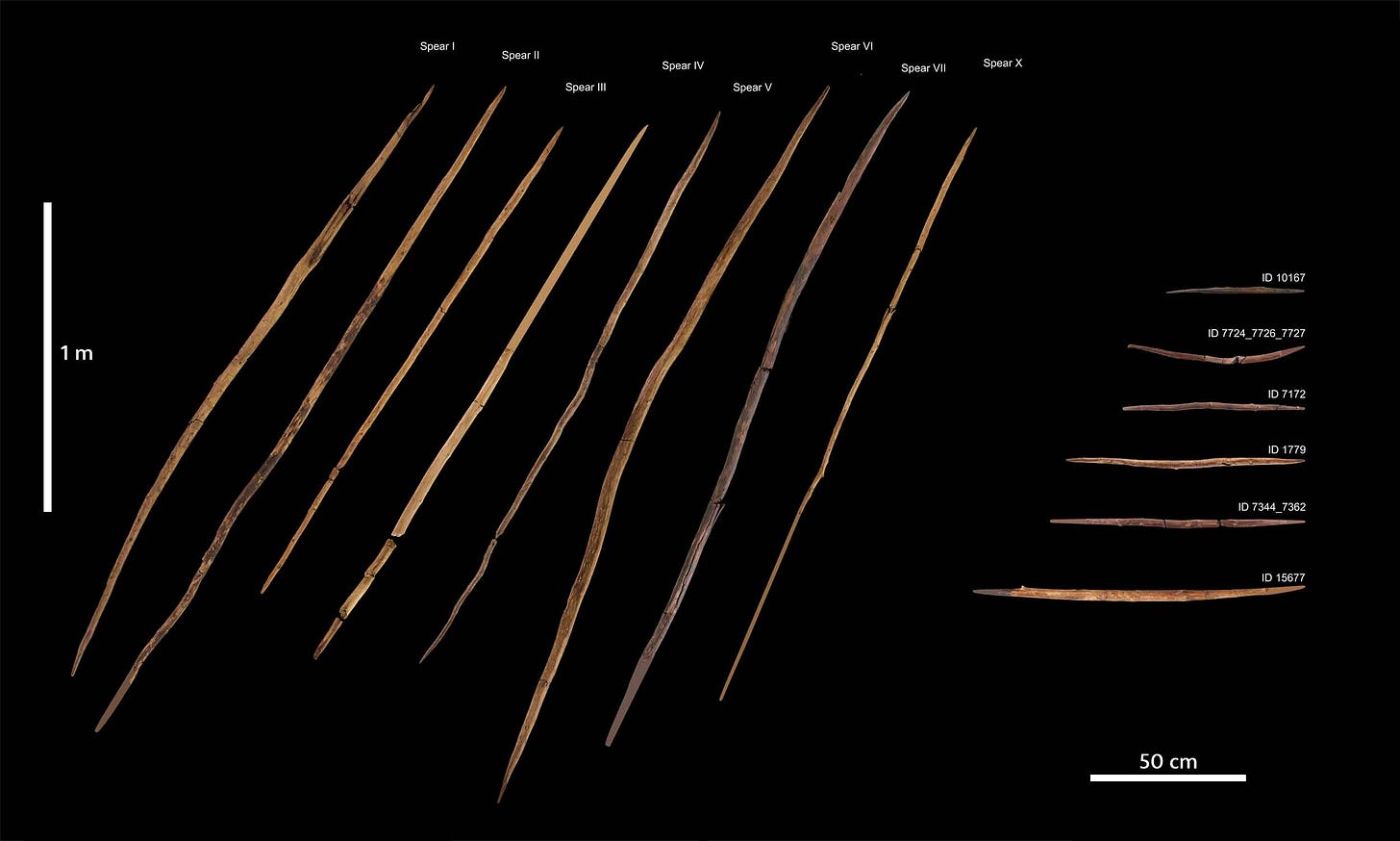 Eight wooden spears and six double-pointed throwing sticks Eight wooden spears and six double-pointed throwing sticks