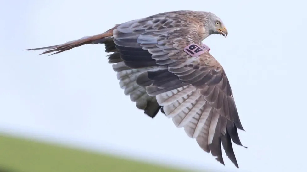 Vivienne. Red Kite shot Northern Ireland. Copyright Neil Warnock/RSPB