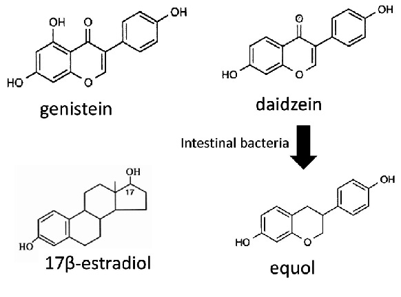 Chemical structures of genistein, daidzein, equol, and 17β -estradiol. | Download Scientific Diagram