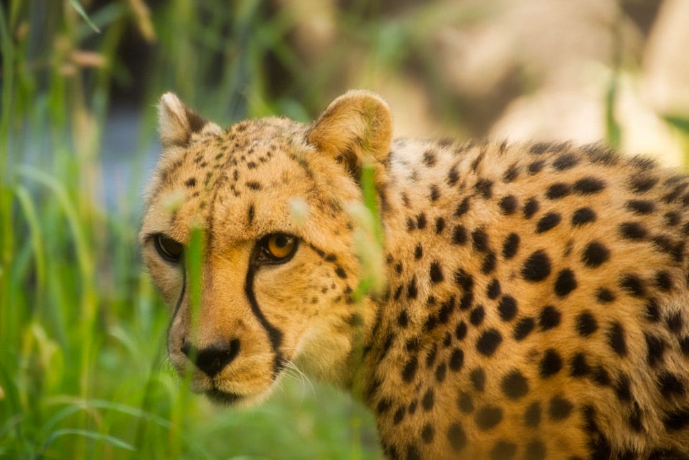Cheetah | Oregon Zoo