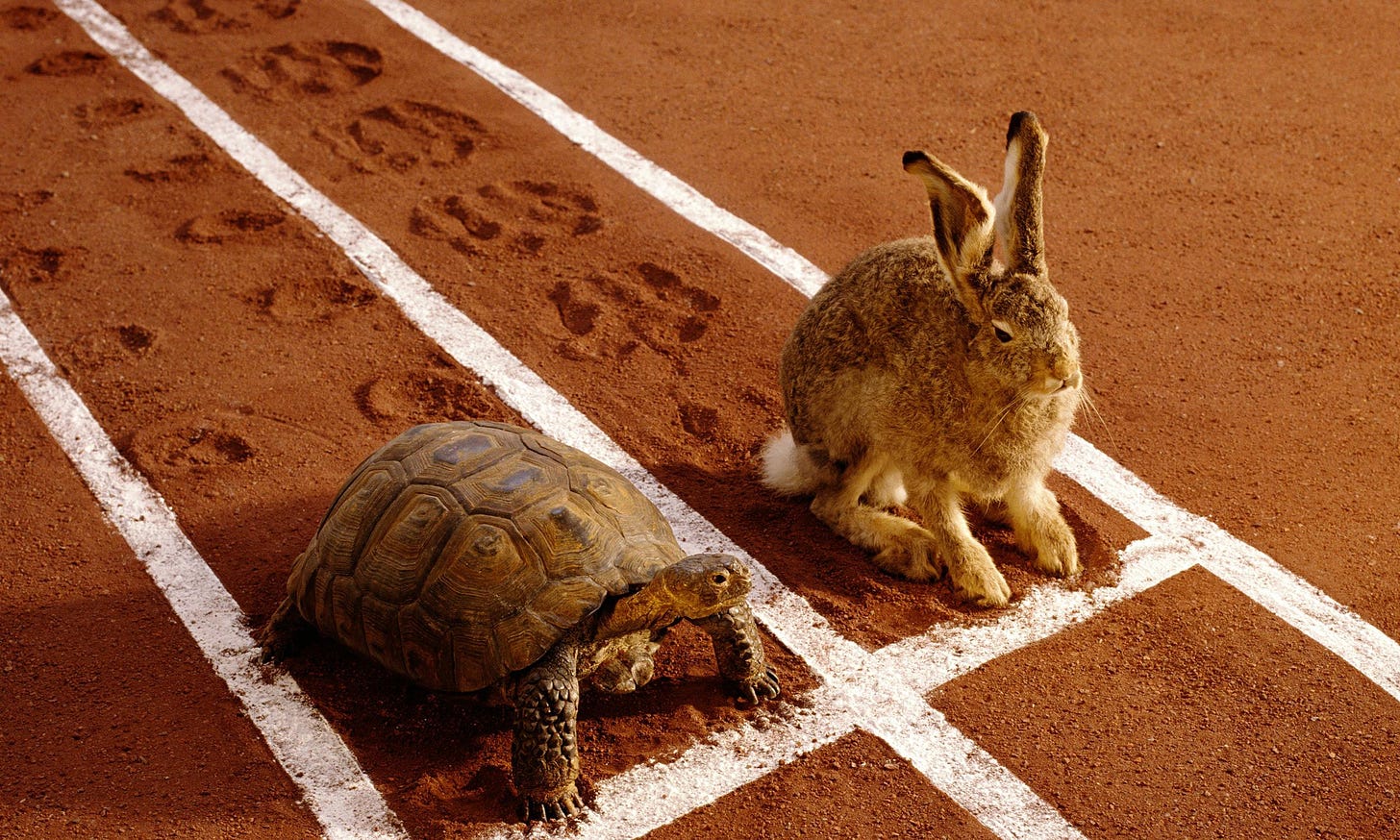 Startup lessons from the tortoise & the hare: start slower to finish faster  - thestartupfactory.tech