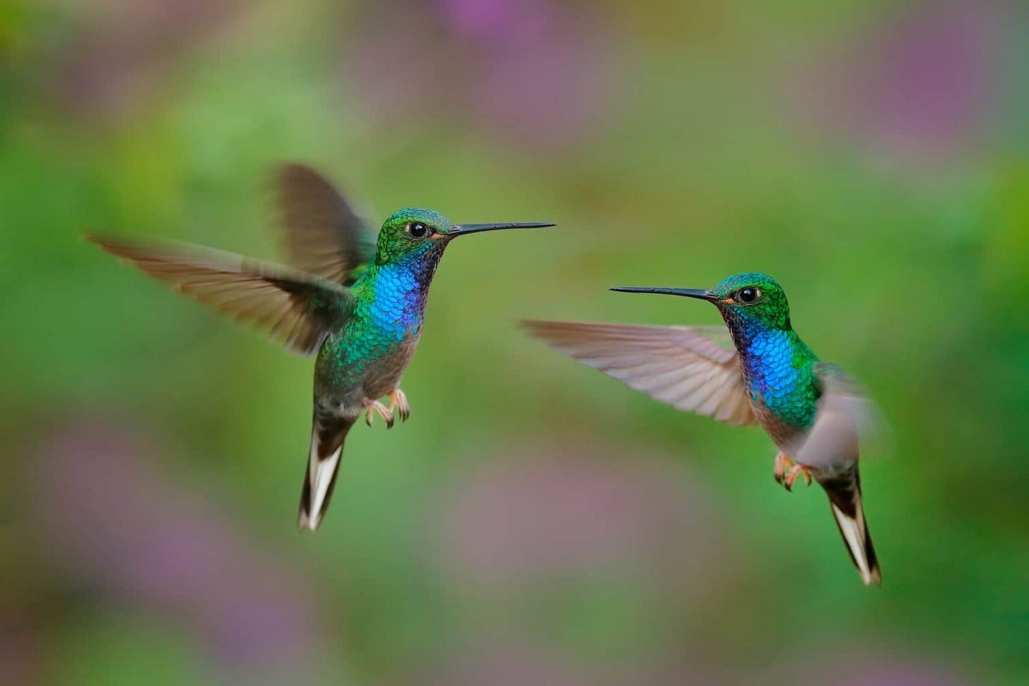 How Fast Do Hummingbirds Fly? Plus Some Unique Facts!