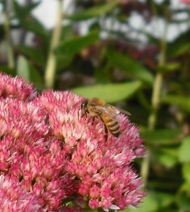 Apis mellifera