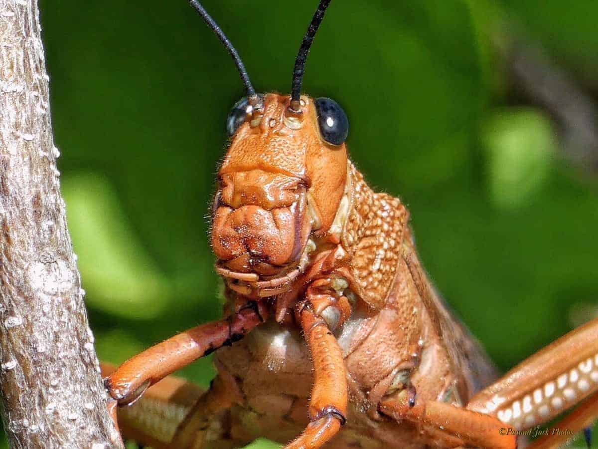 Hidden Beauty of the Locust