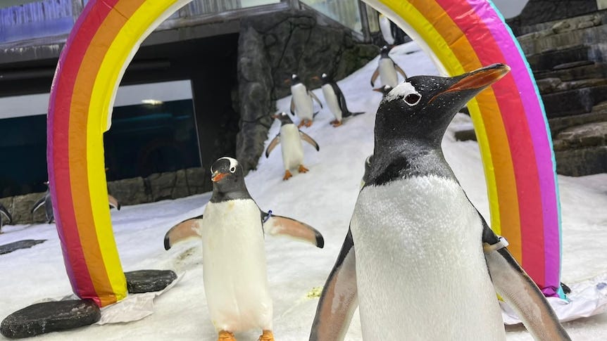 Sphen the penguin, known for same-sex love story, dies at Sydney aquarium  aged 11 - ABC News