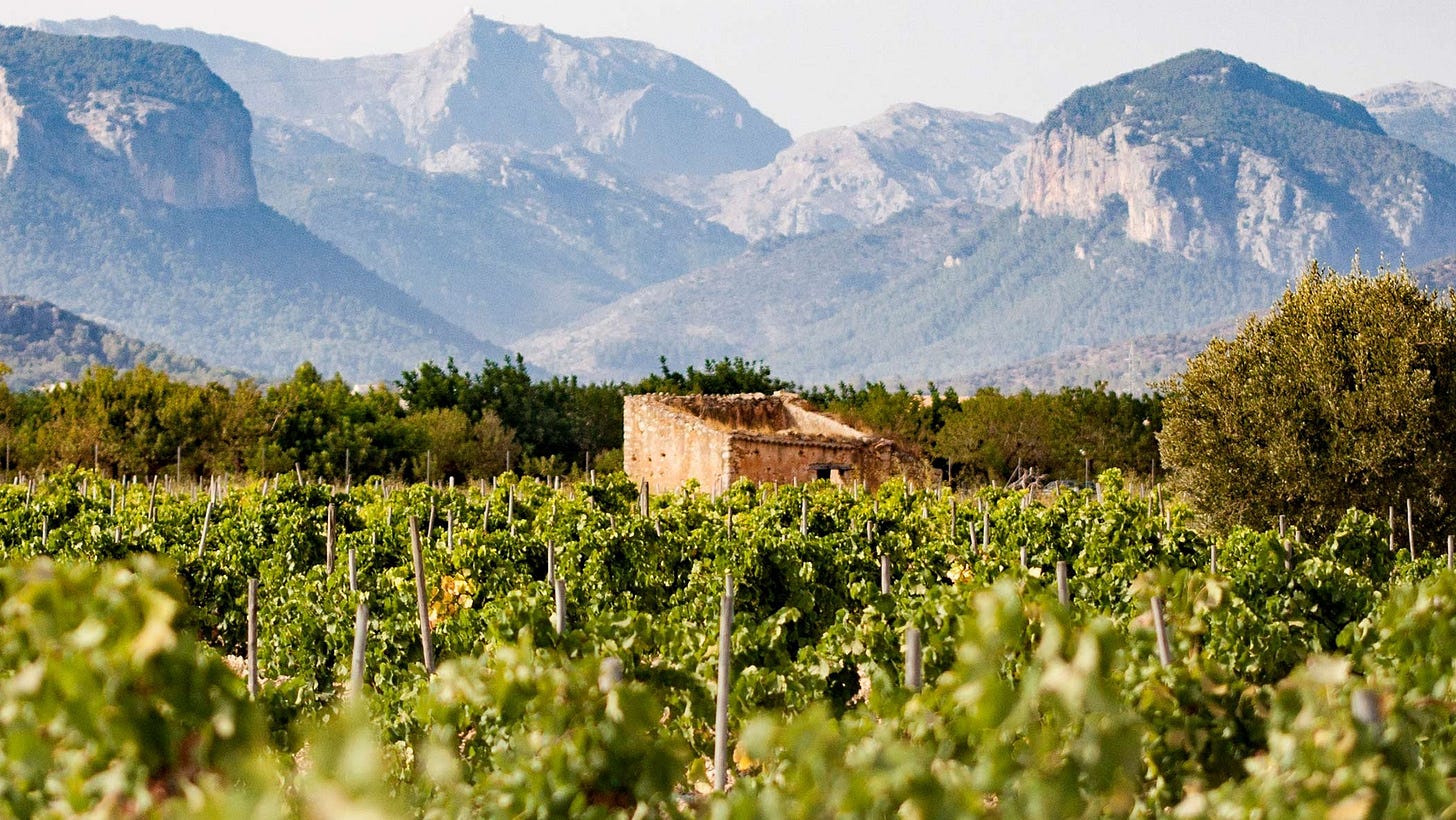 D.O. Binissalem | Enoturismo & Catas | VISITAR BODEGAS