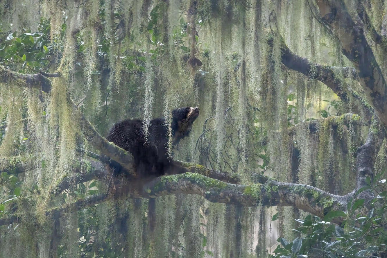 un oso de anteojos subido a un árbol en un bosque andino de Ecuador