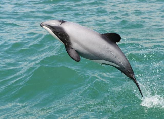 Sir James Hector, Hector's dolphin and Taniwhasaurus | Te Papa's Blog