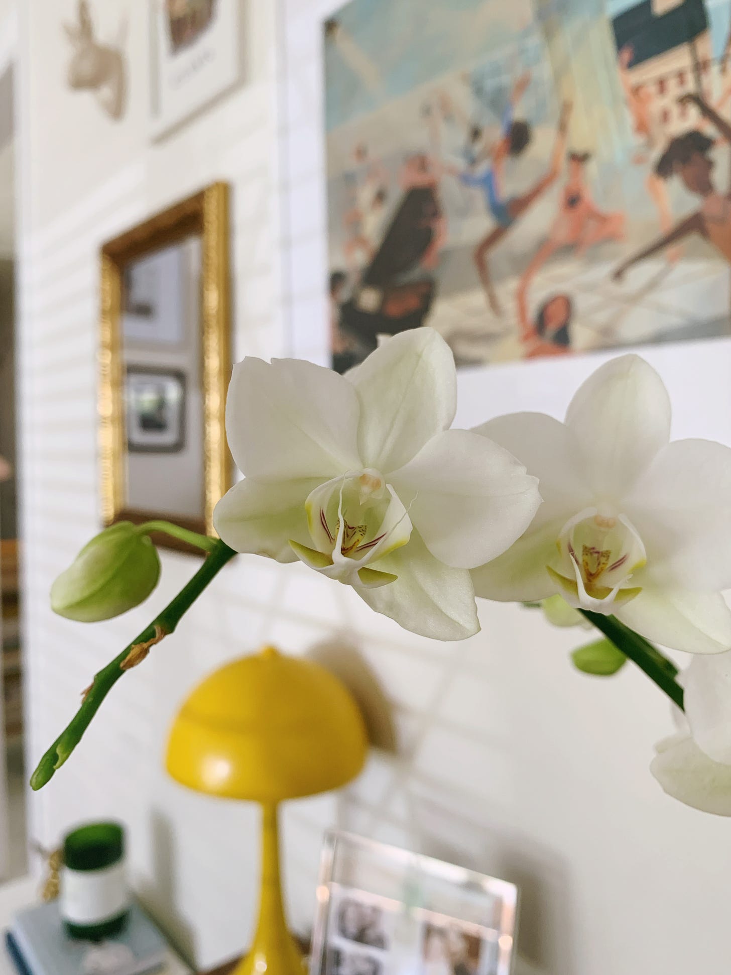 White orchid sitting on a desk.
