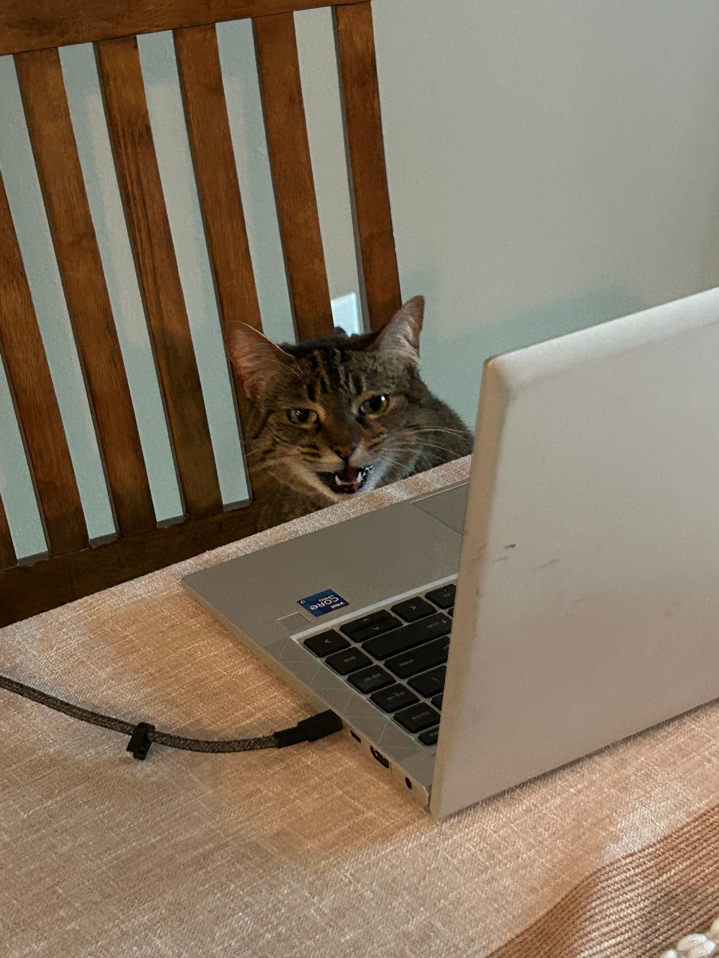 Tabby cat sitting on a brown wooden chair and angrily showing her teeth while sitting in front of a laptop computer.