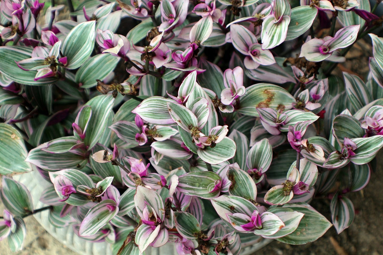 Variegated Tradescantia Variegated Tradescantia