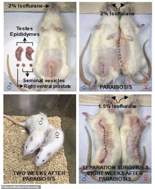For the study they joined a male and female rat together by attaching their skin and sharing blood between the two halves of the new pairing, then transplanting a uterus into the male half and implanting embryos into both male and female rats