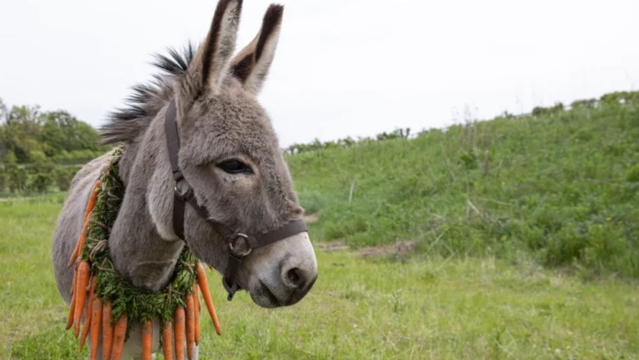 EO' review: Jerzy Skolimowski's brash epic about a wandering donkey : NPR