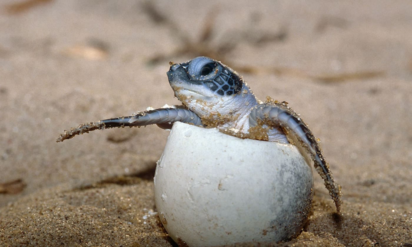 9 incredible facts about green sea turtles | WWF Australia