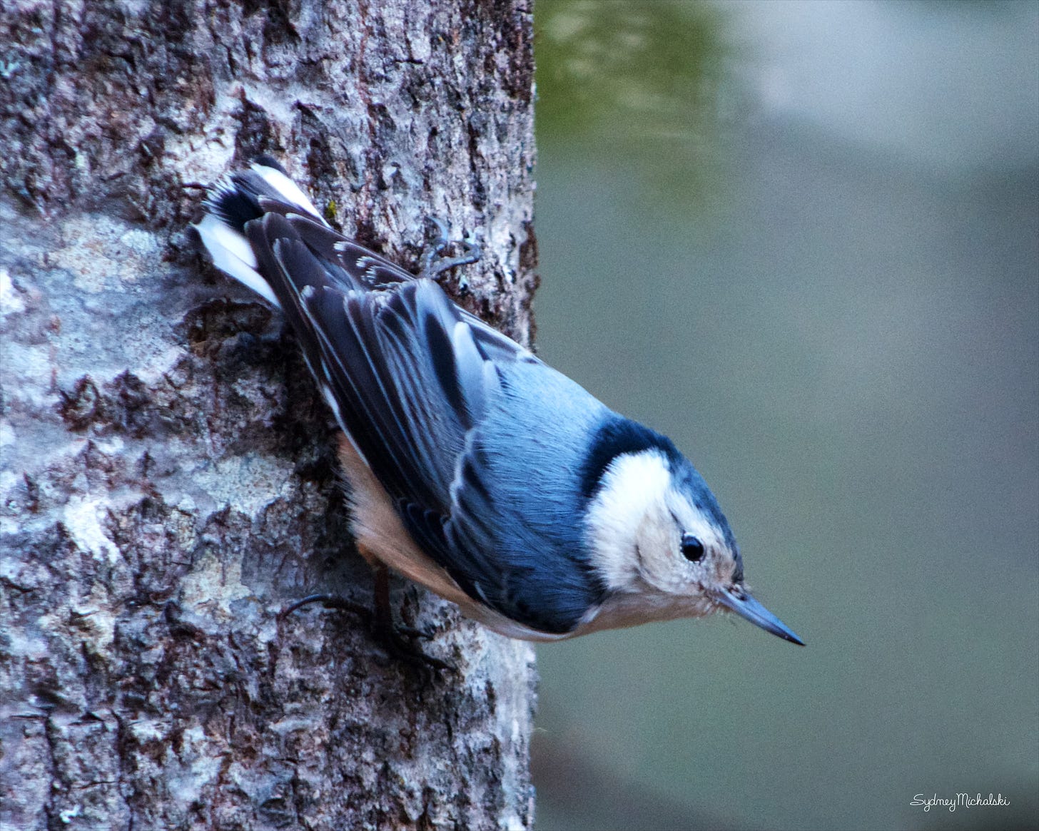 A White-breasted Nuthatch perches in signature downward-facing pose on a maple trunk.